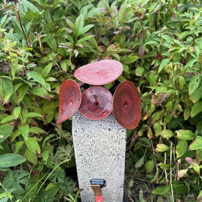 Jonas Rooth, Svampobjekt detalj